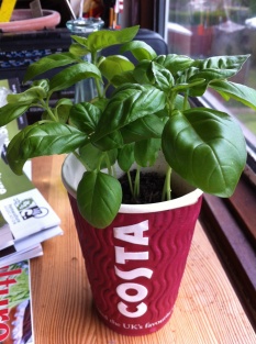 Basil growing in a re-used paper coffee cup